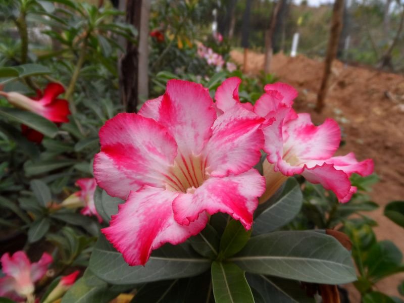 Rosa do Deserto: Saiba como Cuidar dessa Linda Planta – UNIFLORA