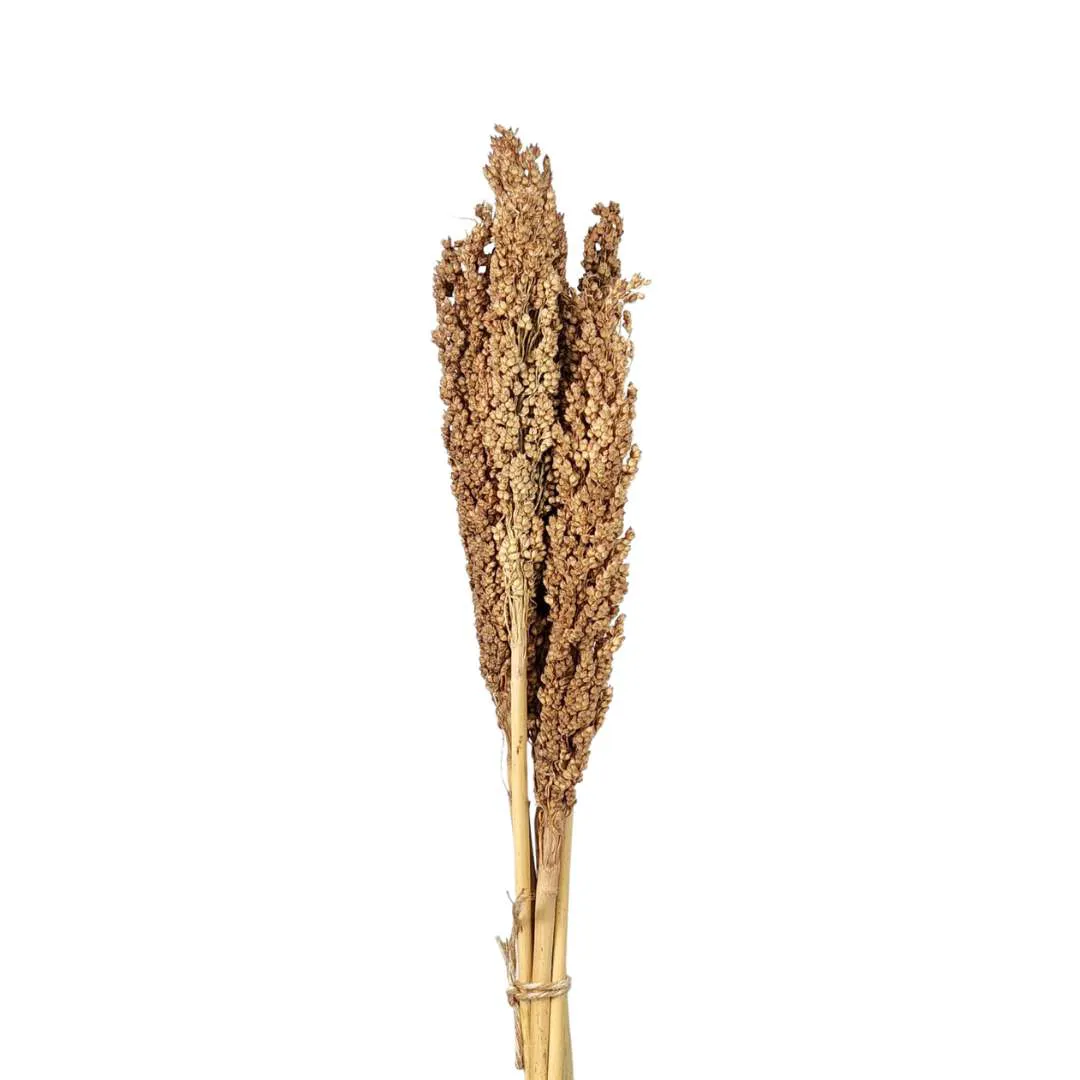 SORGO DESIDRATADO MAÇO